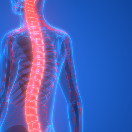 spinal column stock image